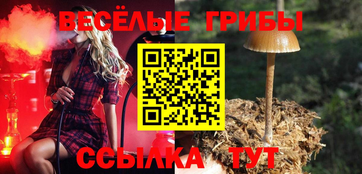 Псилоцибиновые грибы Cubensis Александров